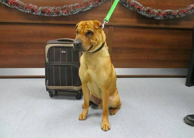 The charity said the dog was found on Friday evening tied to railings at Ayr railway station along with a suitcase full of his belongings, which included a pillow, a toy, a food bowl, and food.