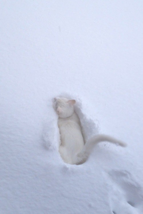 Feline or snow angel?