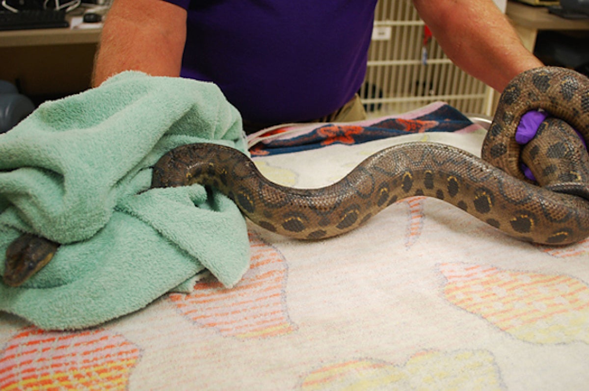 Woman Finds Snake In Toilet