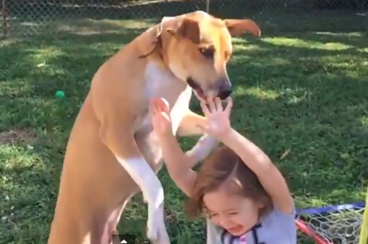 This Dog Realized In Mid Air That He Was About To Fall On A Child And His  Face Is Priceless