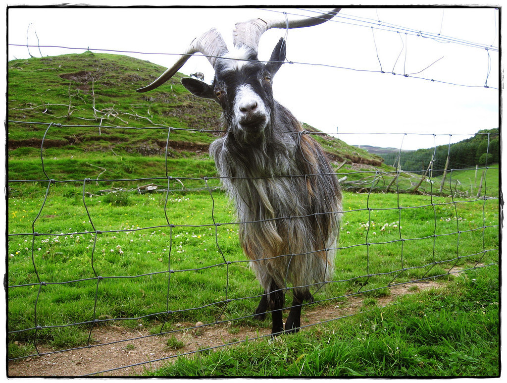 When I was a kid, I used to run from one end of the pasture to the other, as fast as I could. All the other goats would watch, and cheer, and tell me I was the fastest goat they had ever seen. So I kept running. And running. I ran every day, until people got tired of telling me how fast I was. I was so fast! I wanted everyone to know! But a year later I got old, because goat life spans aren't that long (15 years, plus or minus a few), and nobody liked me all that much cause I'd just spent a whole year running and it turns out I'm not very good at much else so now I just kinda hang out by the fence by myself.Moral of the Story: Don't be a show-off. Nobody likes show-offs.