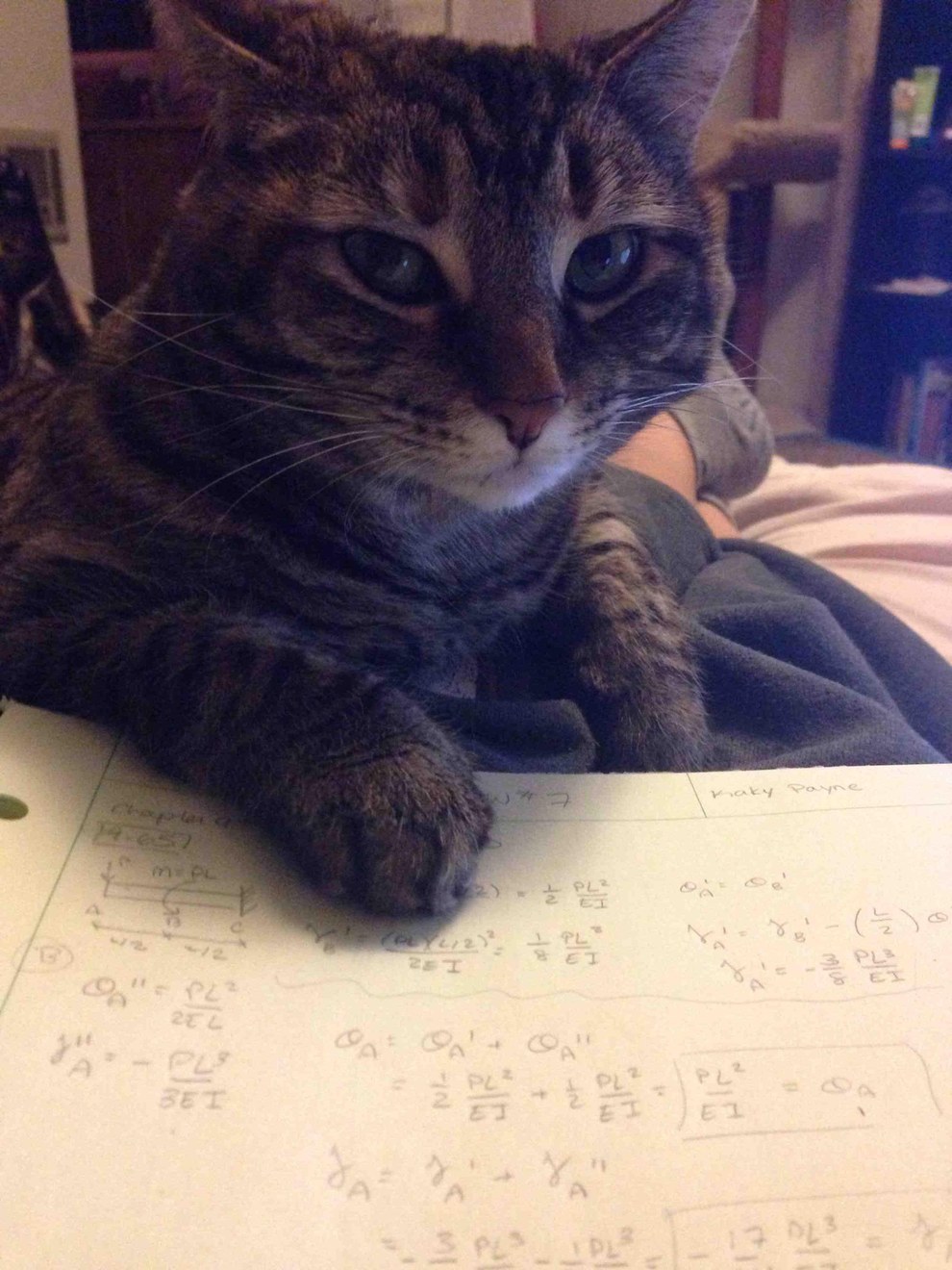 17 Extremely Helpful Cats