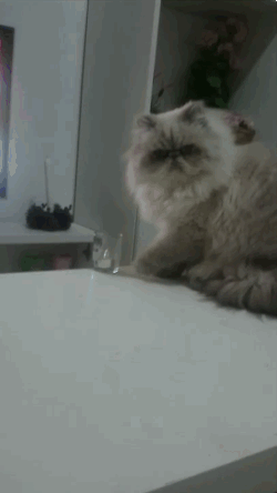 Image result for cat pushes glass off table gif