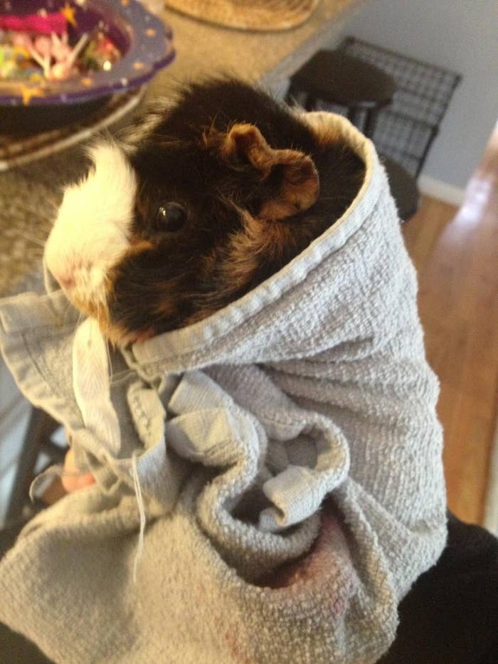 9 Scrumptious Piggies In A Blanket