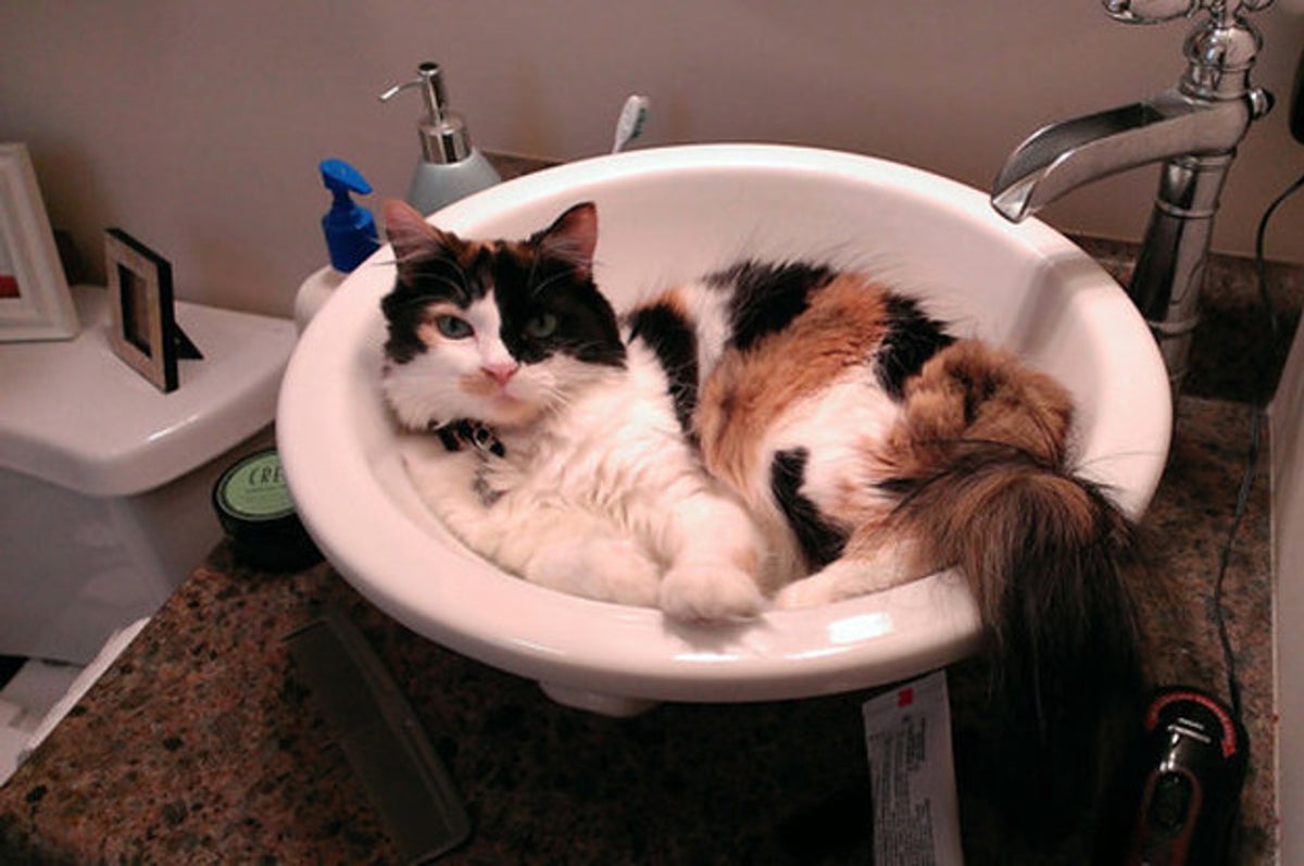Compilation of Cats Who Don't Seem To Mind Taking Baths