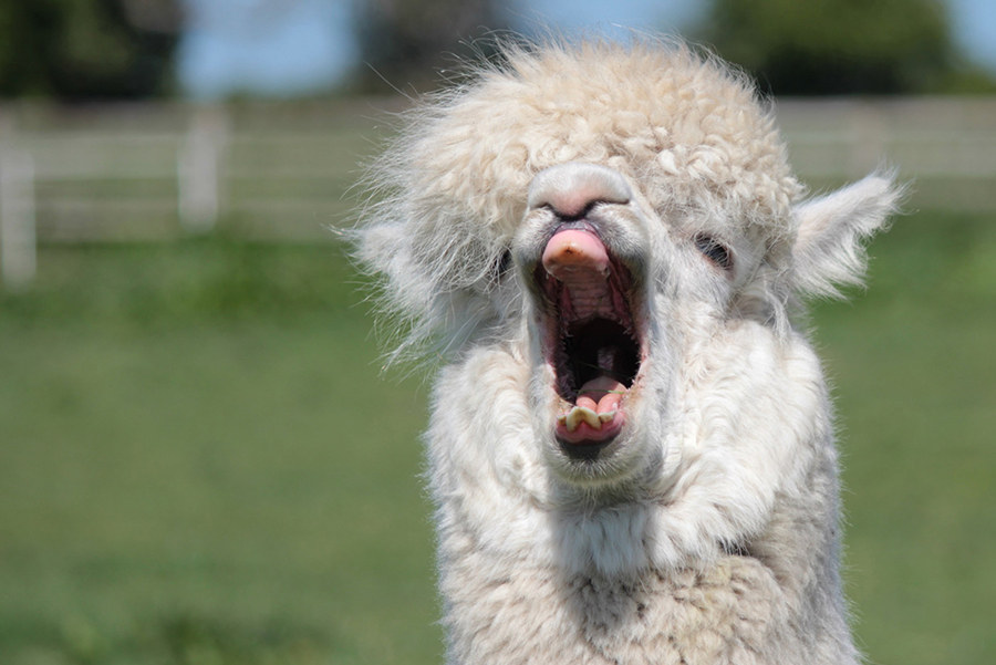 Even alpacas look silly yawning.