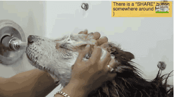 This Dog's Dramatic Transformation After Being Rescued Will Make You Cry