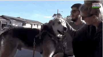 This Dog's Dramatic Transformation After Being Rescued Will Make You Cry