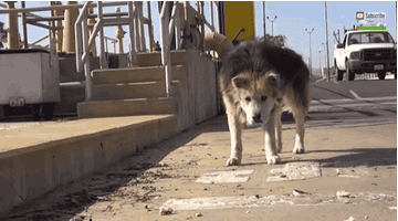 This Dog's Dramatic Transformation After Being Rescued Will Make You Cry