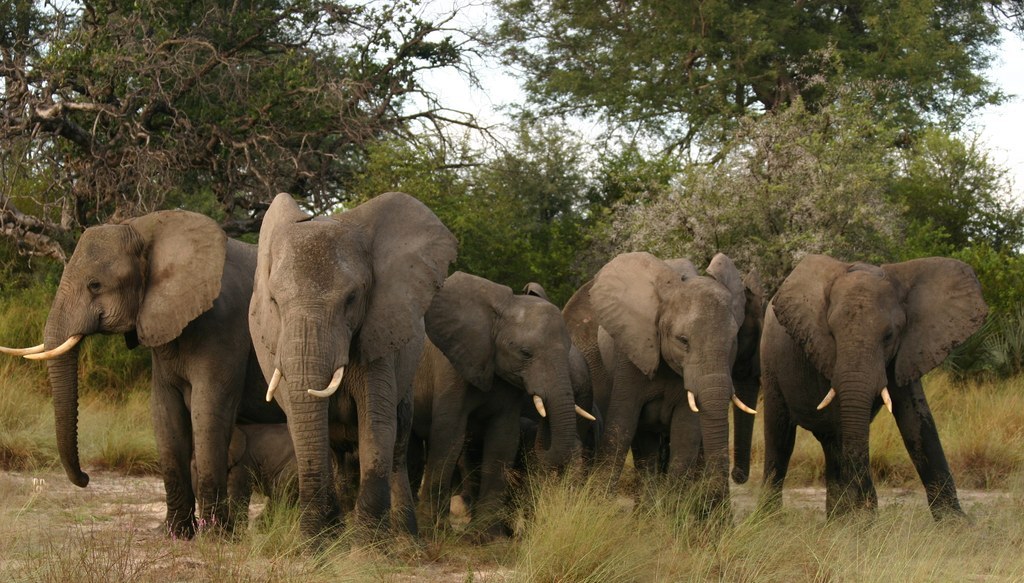 13 Reasons Why Elephants Aren't So Different From People