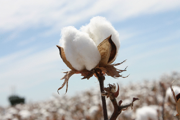 "Not only does cotton get wet with sweat very quickly, but it will won't keep its warmth when wet, which means it'll freeze and you'll have a bad day," Vancouver-based lumberjack and snowboarder Mark Hamilton tells BuzzFeed Life.