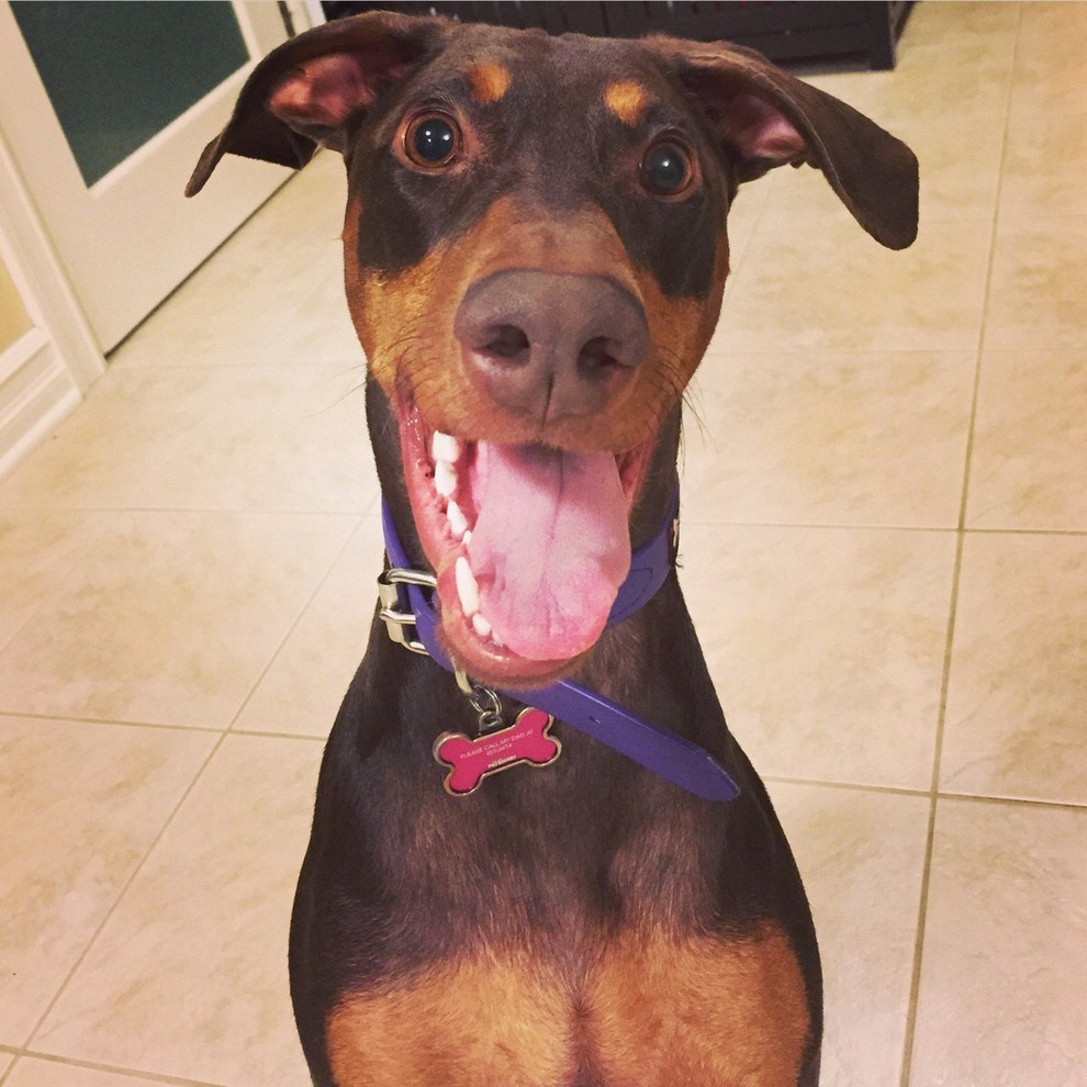 27 Dogs Who Just Know How To Have A Really Fun Time