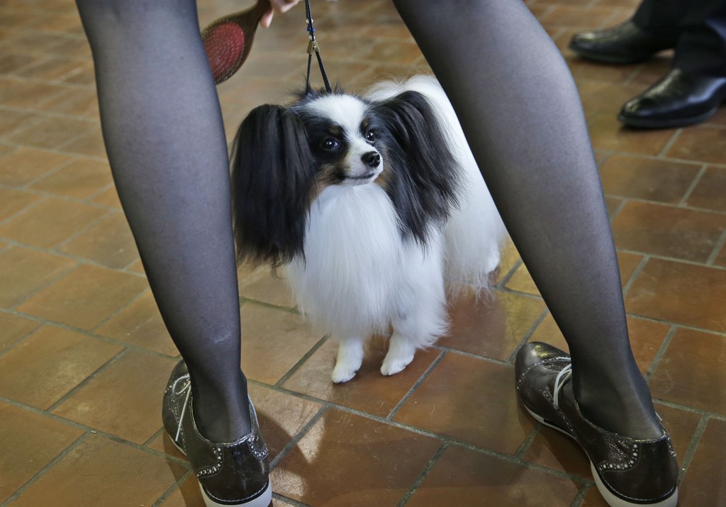 A Papillon named Wingssong Singular Sensation is groomed before entering the ring Monday.