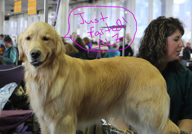 what happens at a dog show