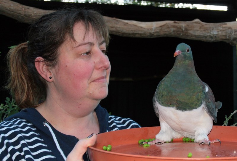 Bill the kererū was rehabilitated at Project Kereru in Dunedin after being found as a starving fledgling. He has been living off a healthy diet of peas ever since, and has developed something of a "pea addiction". But the time soon came for his release, and he had to learn to be a wild wood pigeon. He was released two weeks ago and has since gotten himself a girlfriend! The two of them are getting around together so she is showing him the ropes.
