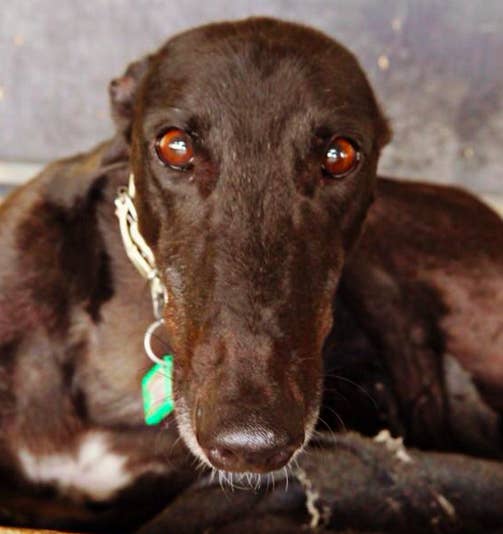 8 Reasons You Should Think About Adopting A Greyhound