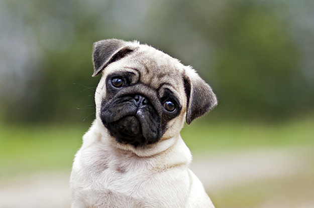 12 Adorably Sad Pugs Going Through An Existential Crisis