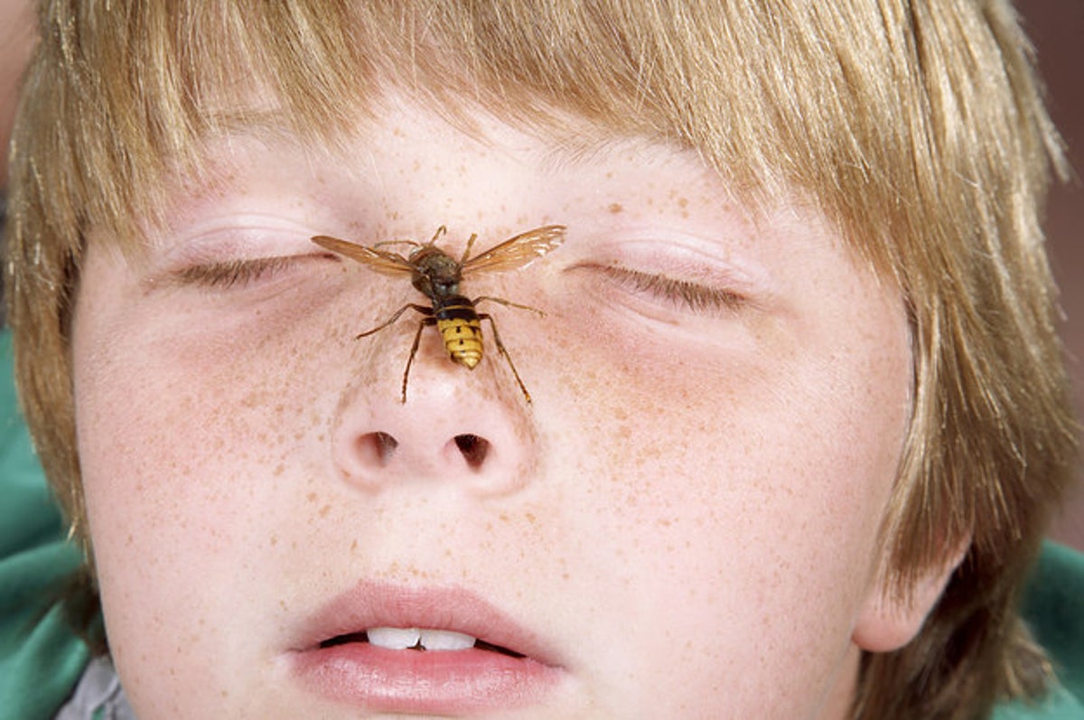 Bliver hvepse tiltrukket af bange mennesker?