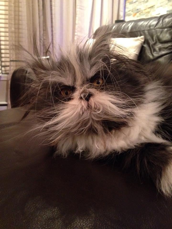 Please Behold Your New Cat Overlord