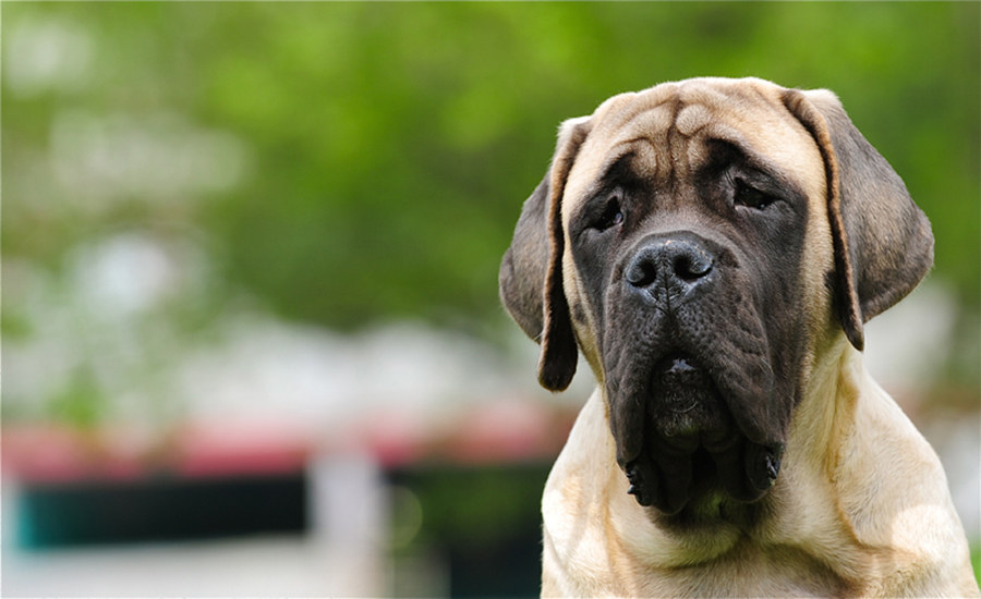 Why we love him: While Hercules stuck fear into the hearts of the sandlot baseball players, he was just about as ferocious as he looks in this photo.