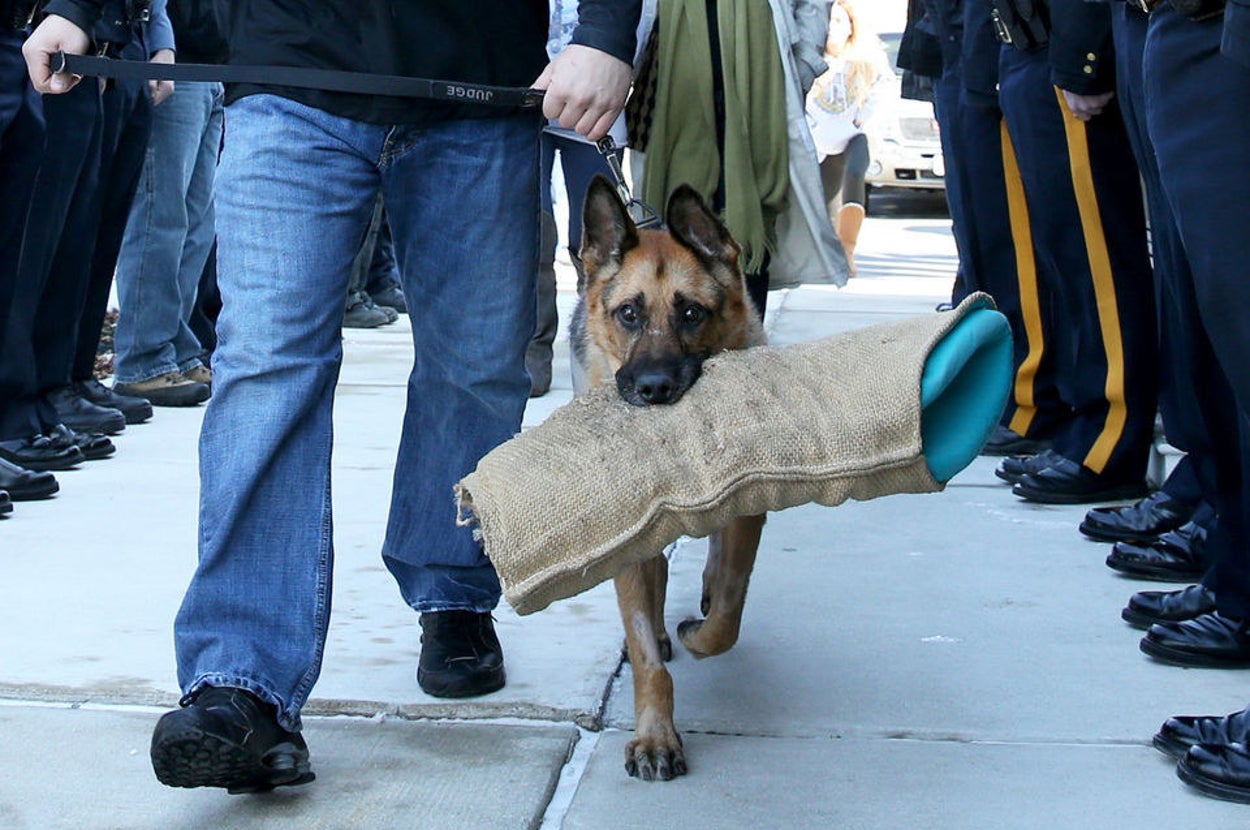 Police Dog Receives Final Guard Of Honour From Officers On His Way To ...