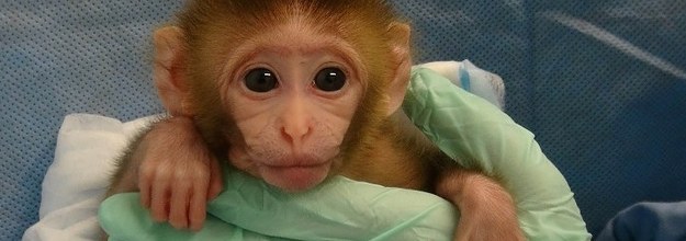 After Peta Campaign Federal Lab Tweaks Baby Monkey Experiments