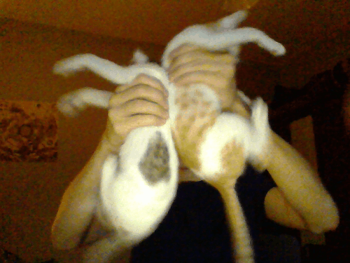 Here's an example of one of our universe's most complex processes: cats.