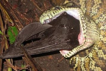 bat vs snake