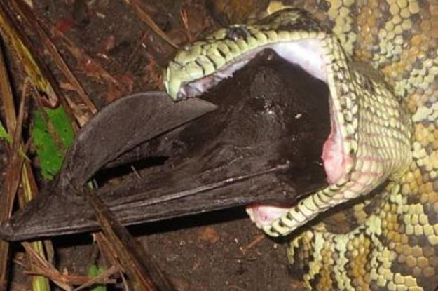 This Giant Snake Ate A Massive Bat, Because Australia