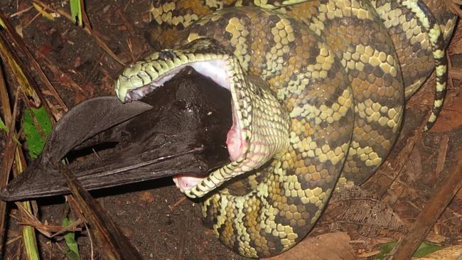 australian flying fox eaten by snake