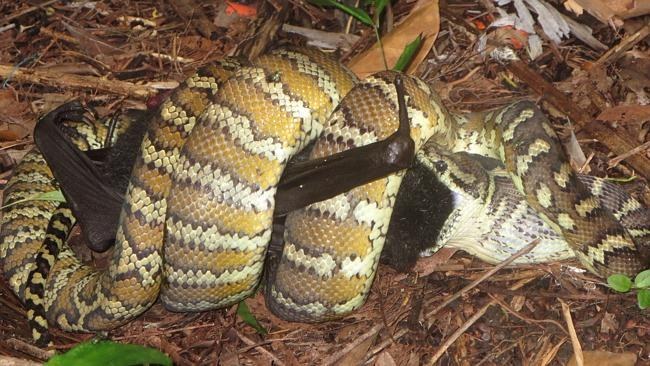 australian flying fox eaten by snake