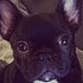 The Frenchie Penny profile picture