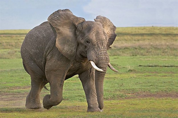 13 Reasons Why Elephants Aren't So Different From People