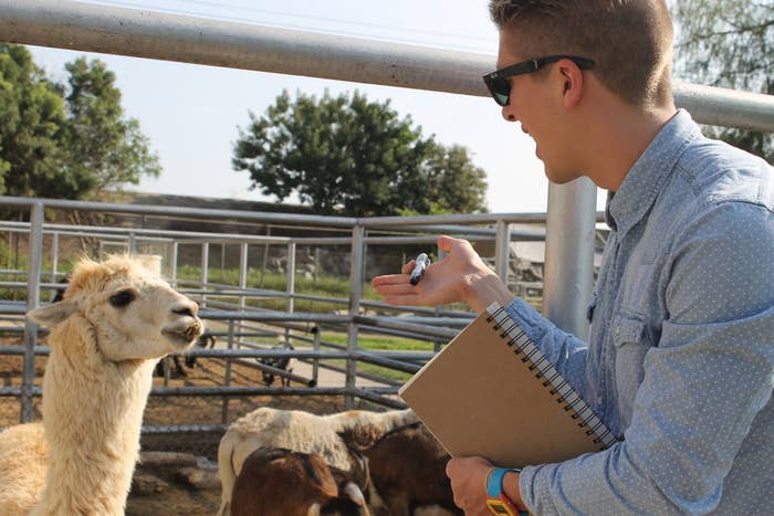 *well, it was a white llama, anyway.
