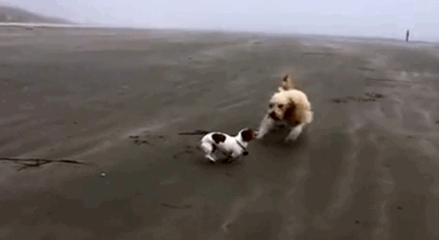 Here's What Happens When A Big Dog Collides With A Dachshund On The Beach