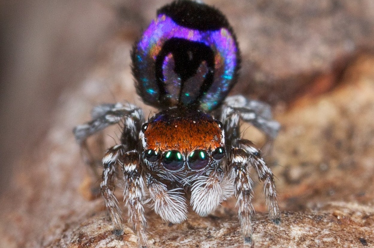 Normal Nice Spiders These Newly Discovered Spiders Are Actually Really Beautiful