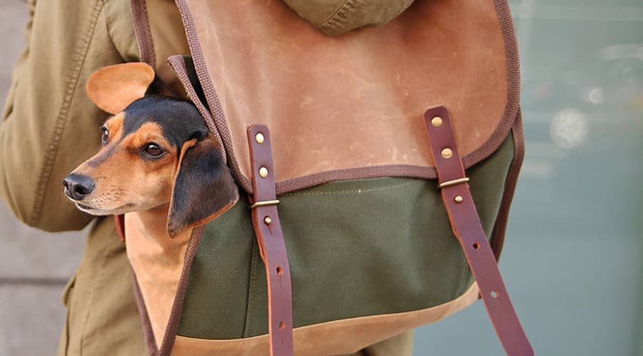 41 Clever Products Your Dog Deserves To Own