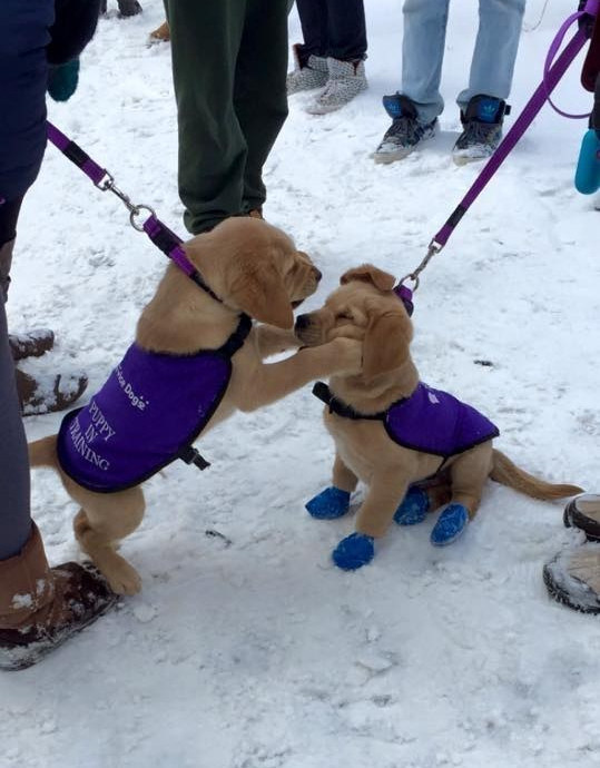 17 Adorable Guide Puppies To Brighten Your Day Edit-15239-1423076877-30