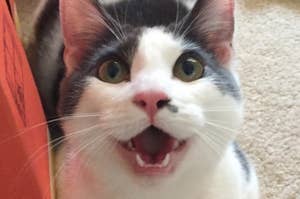 This Week In Cats Newsletter