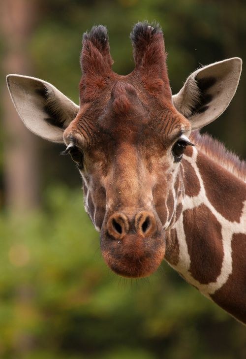 If I had to choose between hanging out with a giraffe or you, I'd probably pick you.