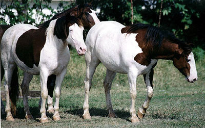 The Abacos is known as the sailing capital of the world, but did you know that the island also has it's own breed of wild horses? For years the origin of this endangered herd of horses was debated, but in 1998, researchers concluded that they are descendents of Spanish Barbs. Visitors can tour the preserve and see Abaco Barb horses in their natural habitat. Abacos is for the nature lovers