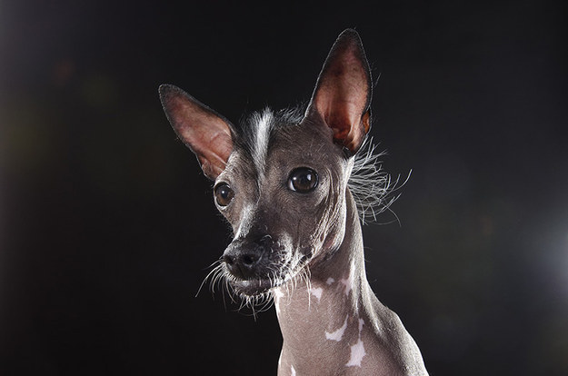 These Hairless Pups Are The Stars Of A New Eye-Opening Photo Series