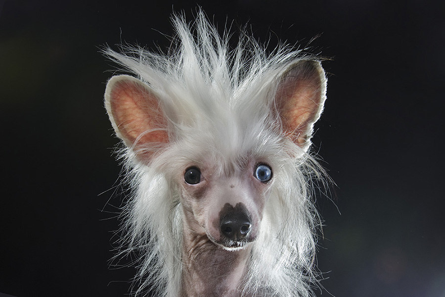 These Hairless Pups Are The Stars Of A New Eye-Opening Photo Series