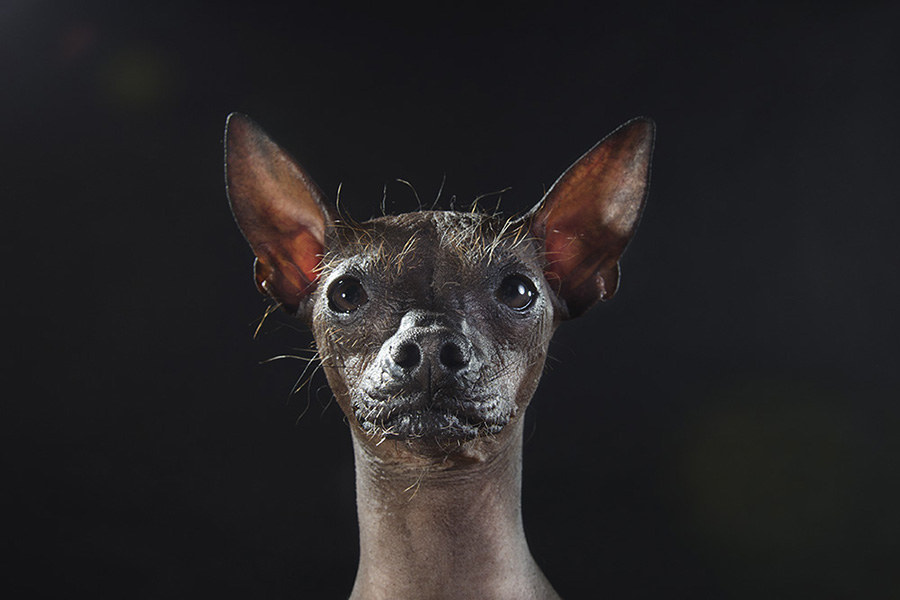 These Hairless Pups Are The Stars Of A New Eye-Opening Photo Series