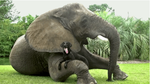 These Interspecies Best Friends Are Pretty Much You And Your BFF
