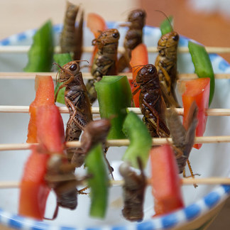 Cooking With Bugs Is Less Disgusting Than You Might Think