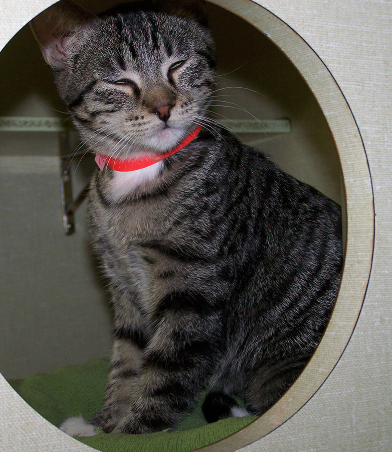 Aside from apparently bearing a striking resemblance to an elderly Asian gentleman, Gigi's face clearly leaves an impression. After all, her permanent, stoic expression leaves many pondering just what is she thinking?