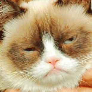 karl stefanovic grumpy cat