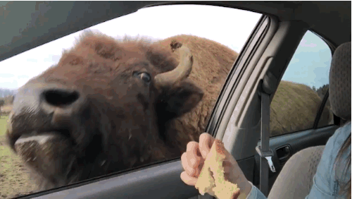 Image result for buffalo animated gif