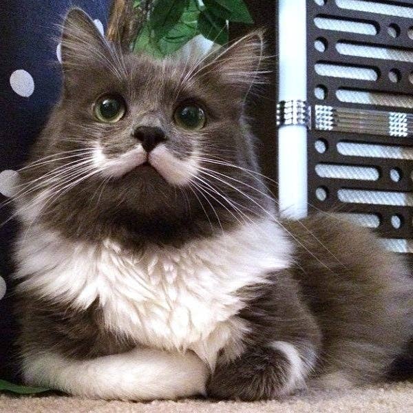 7 Internet Cat Sensations